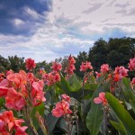 Никитский Ботанический сад