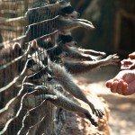 Еноты парке Аскос