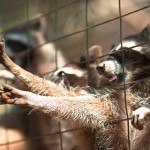 Еноты в парке Аскос