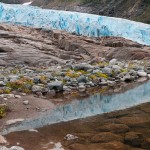 Ледник и цветы