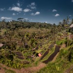 Рисовые террасы острова Бали